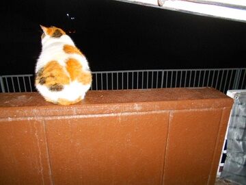 3月30日（31）仮