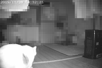 11月28日（20）仮