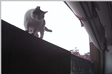 12月30日（21.2）仮