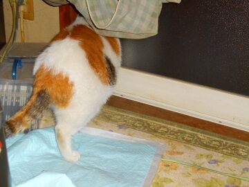 11月19日（24）仮