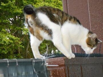 5月19日（34）仮