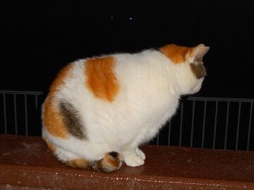 12月31日（38）仮