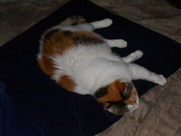 7月27日（10）仮