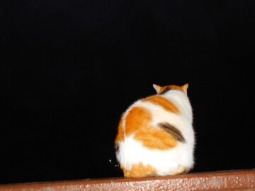 12月31日（4）仮