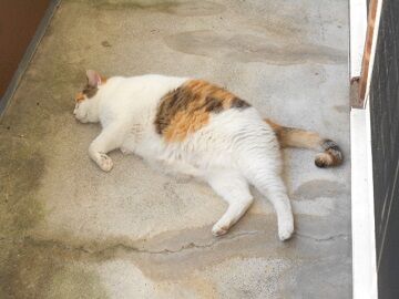 8月13日（15）仮