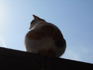 (9)使用
