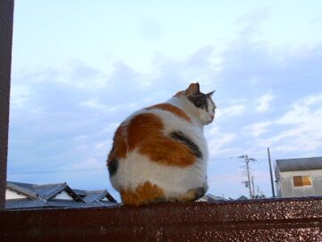 4月10日（62）仮