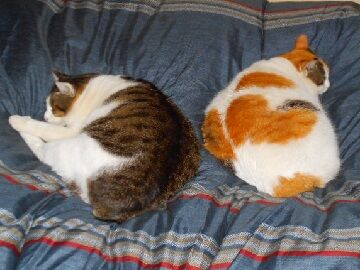 12月17日（9）仮