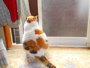 5月18日（60）仮