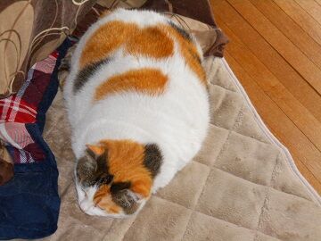 5月18日（69）仮