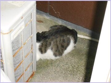 7月21日（28）仮