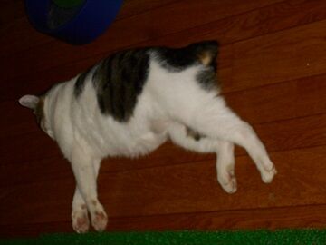 8月27日（25）仮