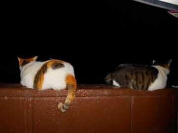 10月27日（46）仮