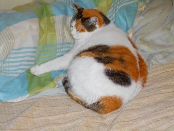 11月1日（49）仮