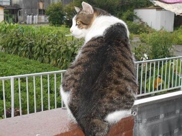 7月25日（26）仮