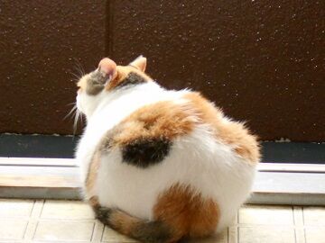 8月28日（80）仮