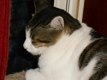 7月14日（58）仮