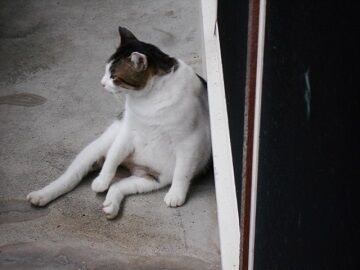 7月30日（29）仮