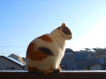 12月4日（18）仮