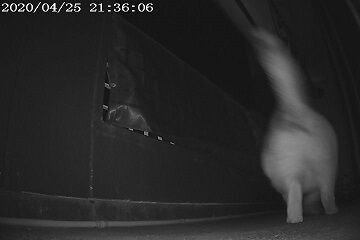 4月25日（19）仮