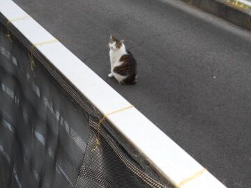 4月10日（53）仮