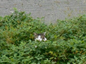 9月15日（15-3）仮