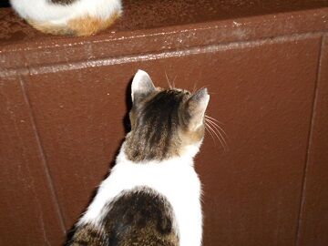 9月28日（4-11）仮