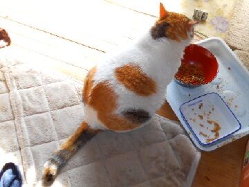 5月24日（17）仮