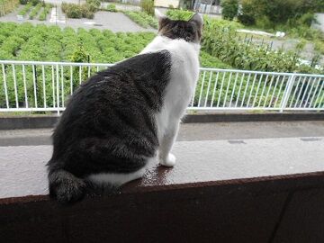 7月20日（34）仮