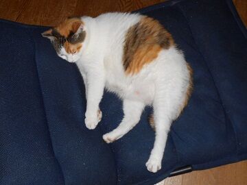 7月19日（43）仮