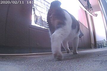 2月11日（37.5）仮