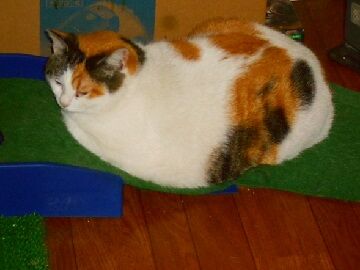 5月10日（43）仮