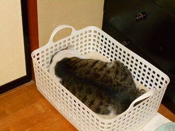 12月8日（71）仮