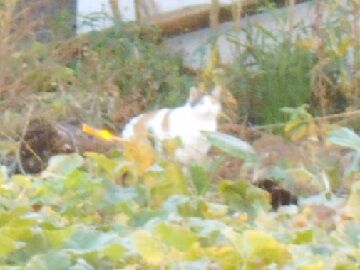 11月16日(27)使用