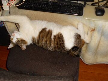 5月18日（64）仮