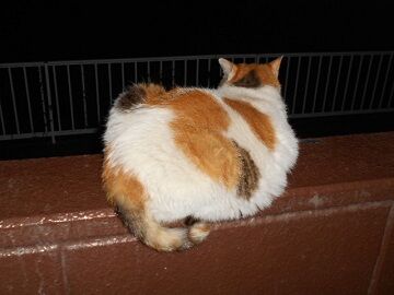 6月23日（40）仮