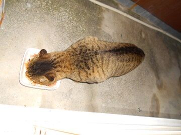 12月8日（35）仮