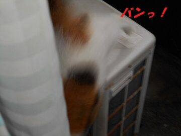 10月2日（16-4）仮