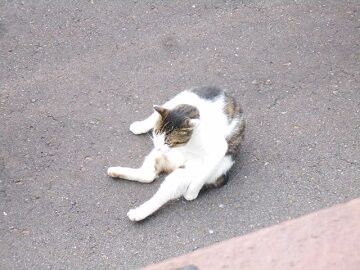 5月26日（21）仮