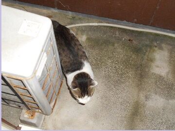 7月21日（32）仮