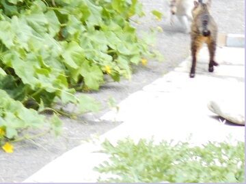 6月18日（42）仮