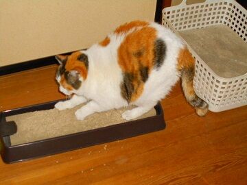 3月24日（32）仮