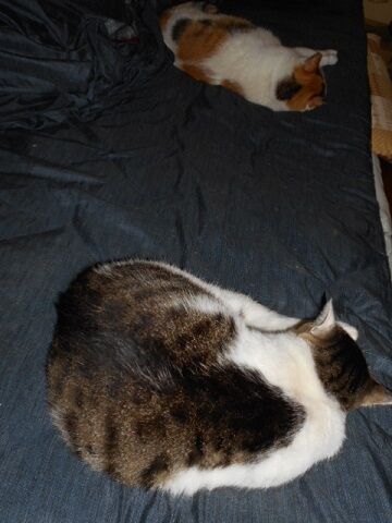 6月27日（15）仮