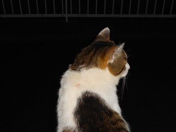 5月26日（54）仮