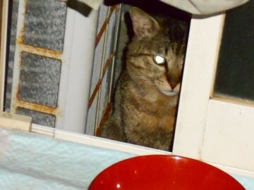 5月13日（53）仮