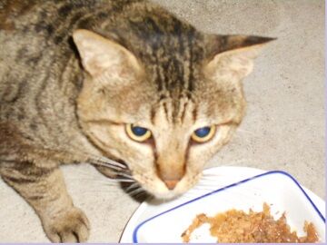 6月25日（52）仮