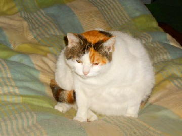 12月5日（25）仮