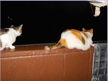 6月22日（28）仮