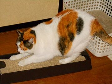 12月24日（51）仮