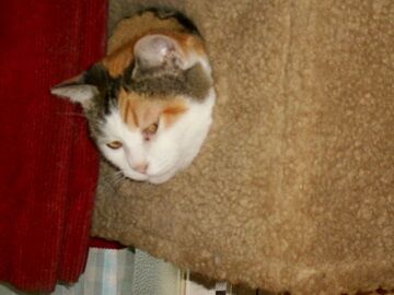 10月2日（15-8）仮